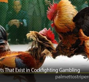 Types of Bets That Exist in Cockfighting Gambling